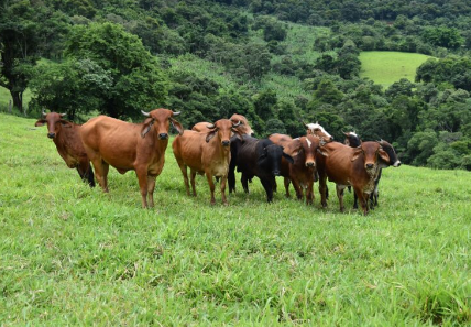 Após caso de vaca louca, Brasil suspende exportação para China