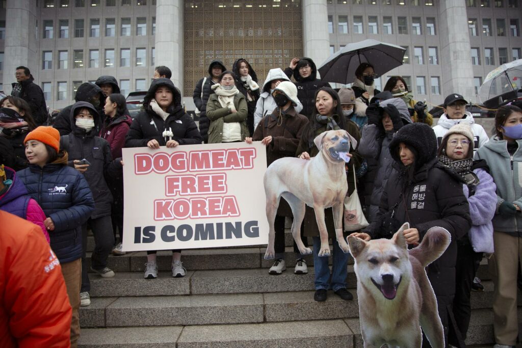 Coreia do Sul aprova lei que veta comércio de carne de cachorro