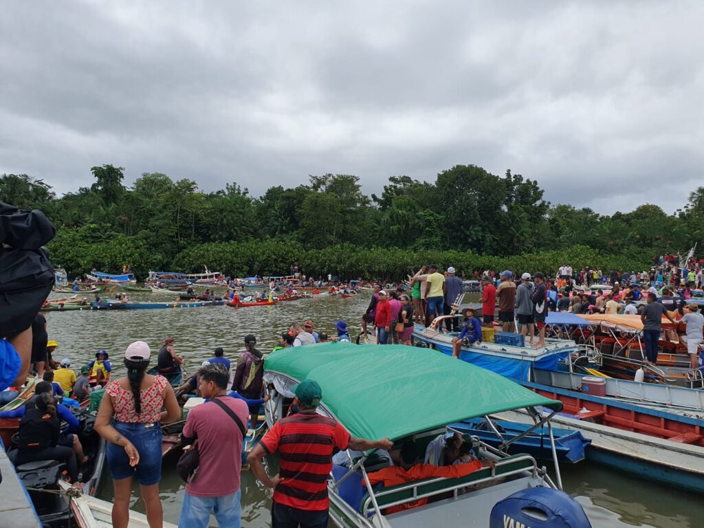 Mapará é vedete de mega-evento em Igarapé-Miri: pescadas 45 toneladas em um só dia