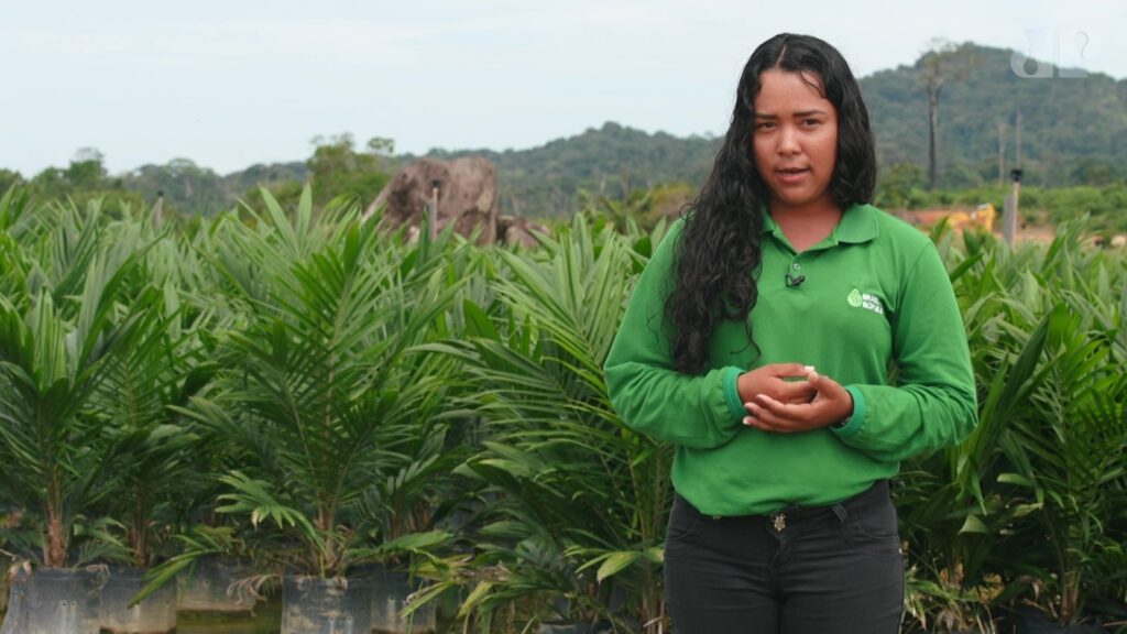 Cultivo sustentável da palma na Amazônia é feito a partir do trabalho de mulheres