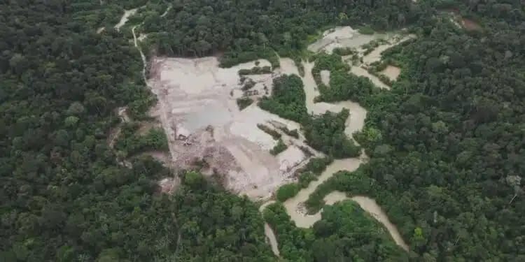 Dados inéditos do Inpe: mais de 60% das áreas da Amazônia em regeneração sofrem novo desmatamento