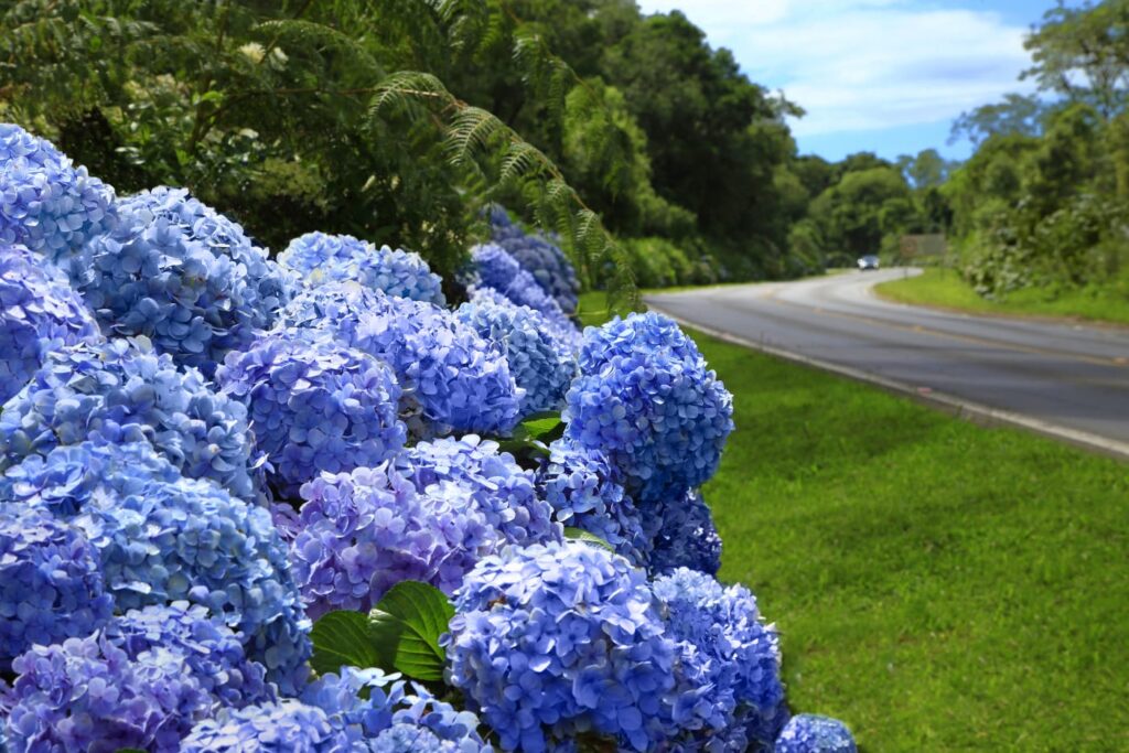 Roadshow vai promover o turismo da Serra Gaúcha em Santa Catarina