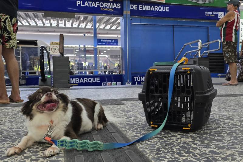 No Pará, pets podem ser levados em transportes intermunicipais seguindo algumas regras; entenda