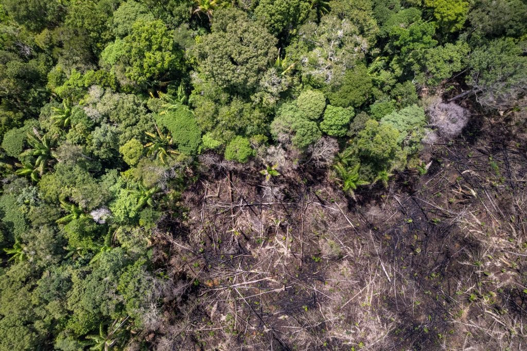 Desmatamento na Amazônia Legal atinge menor porcentagem desde 2013