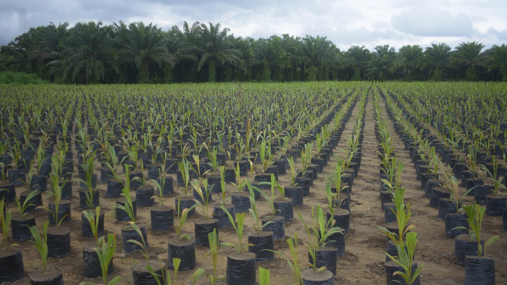 Impulsionada pela BBF, agriculturra sustentável geral milhares de empregos na Amazônia