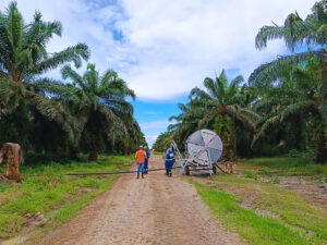 Grupo BBF utiliza práticas eficientes de fertirrigação no cultivo da palma e desenvolve projeto de adubação sustentável no Pará